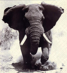 The Elephant In America